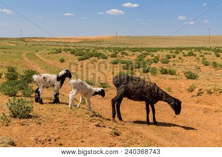 Sheep With Lambs In The Steppes Of The Semidesert.