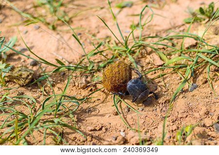 Single Scarabaeus Sacer Of Sacred Scarab On Ground.