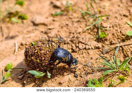 Single Scarabaeus Sacer Of Sacred Scarab On Ground.
