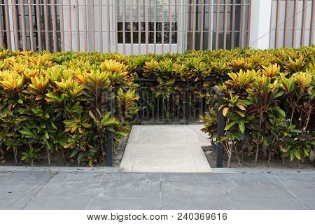 Beautiful Garden Croton Around Office Building, Croton  Tree