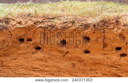 A Colony Of Bird Holes In A Sandstone Cliff. Bird Nesting Place.