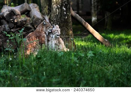 Portrait Of Paar Eurasian Lynxes On The Grass. Photography Of Wildlife.