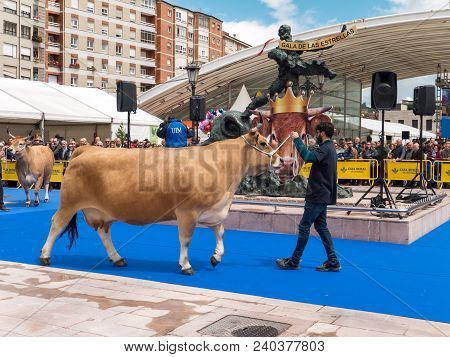 Oviedo, Spain - May 12, 2018: 
Cows At The Breeding Exhibition At The Plaza Ferroviarios Asturianos 
