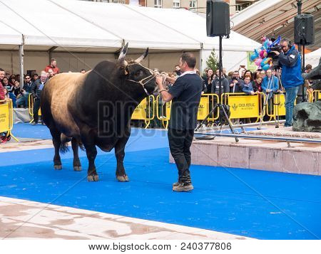 Oviedo, Spain - May 12, 2018: 
Huge Bull On The Breeding Exhibition At The Plaza Ferroviarios Asturi