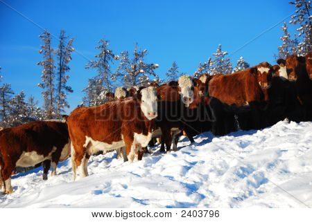 Køer i vinter