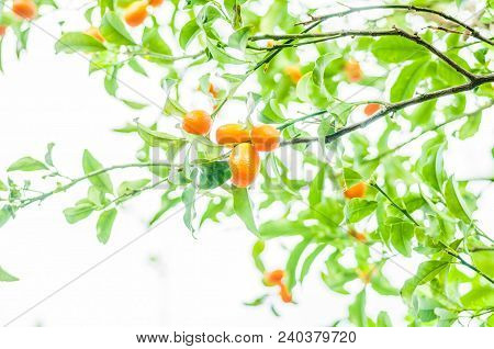Branch Of A Kumquat Tree With Mature Fruits