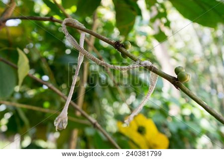Shedded Snake Skin Which Is Left On The Tree.  Snake Shedding Skin