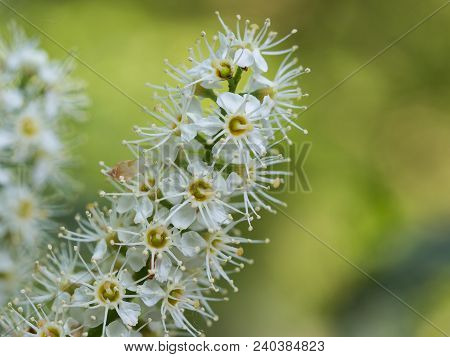 Beautiful White Blossom Of Runus Laurocerasus ( Cherry Laurel, Common Laurel )
