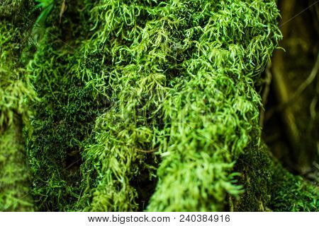 Close Up Moss Grass Covered On Moist Stone And Ground, See To Freshy. Grows Among The Moss In The Su