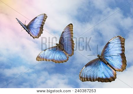 Three Beautiful Tropical Butterflies Flutter In The Mystical Blue Sky