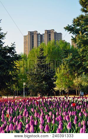 Tulips in the city
.Photographed in Changchun, China