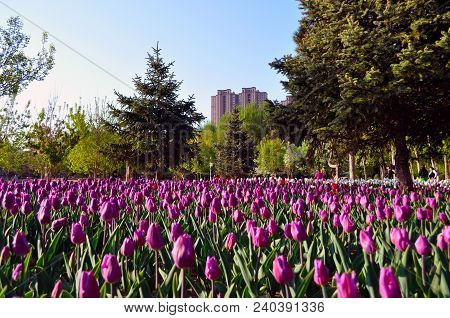City, forest and tulips
.Photographed in Changchun, China
