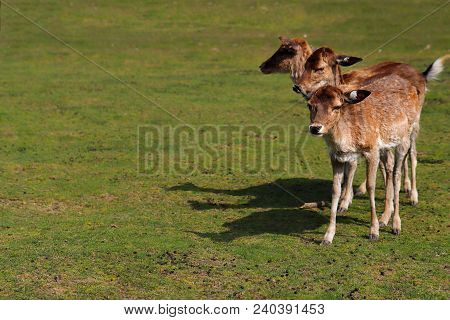 Full Body Of Three Fallow Deers (dama Dama) On The Meadow. Phtography Of Wildlife.