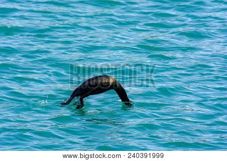Cormorant Bird Dives Under The Water. Wild Nature. Europe. Hunting For Fish. Gannet.