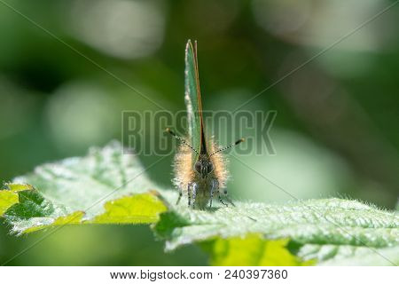 Green Hairstreak (callophrys Rubi) Male Head On. Butterfly In The Family Lycaenidae, At Rest On Bram