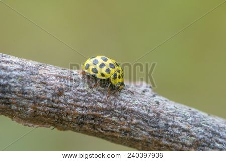 22 Spot Ladybird (psyllobora Vigintiduopunctata). Small Beetle In The Family Coccinellidae, Feeding 