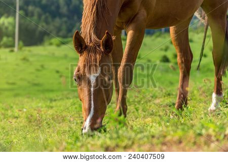 Beautiful Red Horse Grazing In A Meadow In Spring.