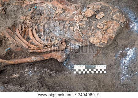 Archaeological Excavations And Finds (bones Of A Skeleton In A Human Burial),  Working Tool, Ruler, 
