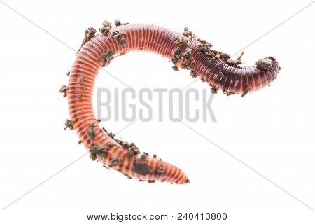 Macro Shot Of Red Worm Dendrobena In Manure, Earthworm Live Bait For Fishing Isolated On White Backg