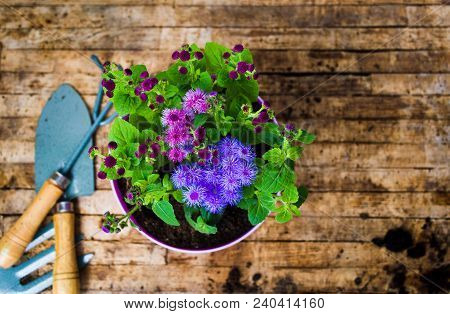 Potted Flower And Gardening Tools Top View