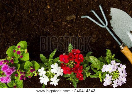 Fresh Flowers And Gardening Tools In The Soil