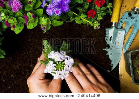 Gardener Planting Flowers In The Soil First Person View