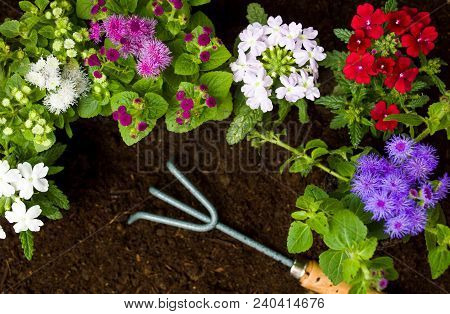 Fresh Flowers And Gardening Tools In The Soil