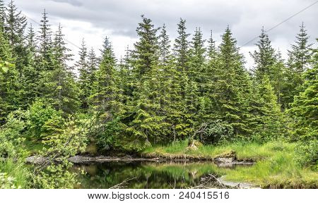 Northern Landscape And Nature In Alaska Panhandle