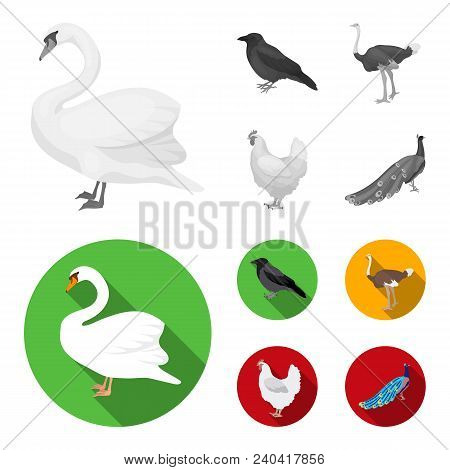 Crow, Ostrich, Chicken, Peacock. Birds Set Collection Icons In Monochrome, Flat Style Vector Symbol 