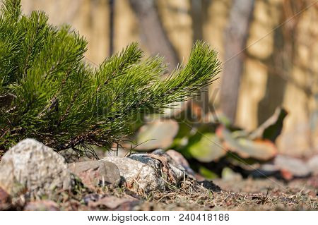 Branch Of Spruce On The Background Of Stones 2018