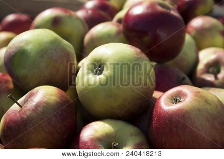 Coxes Apple In Wooden Box On Market For Sale