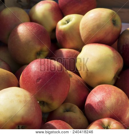 Coxes Apple In Wooden Box On Market For Sale