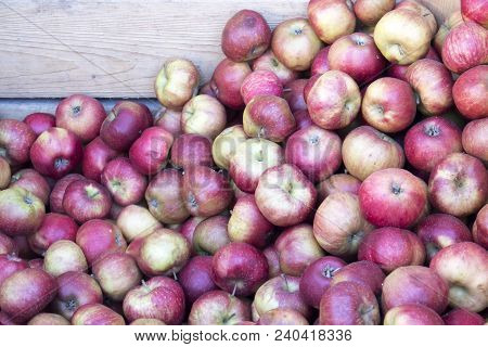 Coxes Apple In Wooden Box On Market For Sale