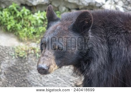 Portrait Asian Black Bear. Also Known As Himalayan Bear (ursus Thibetanus) Or Tibetan Beard.