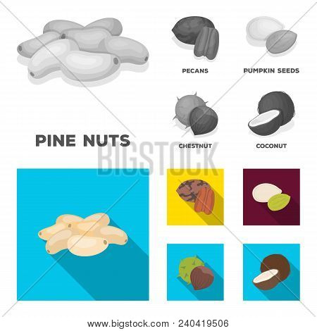 Pecan, Pine Nut, Pumpkin Seeds, Chestnut.different Kinds Of Nuts Set Collection Icons In Monochrome,
