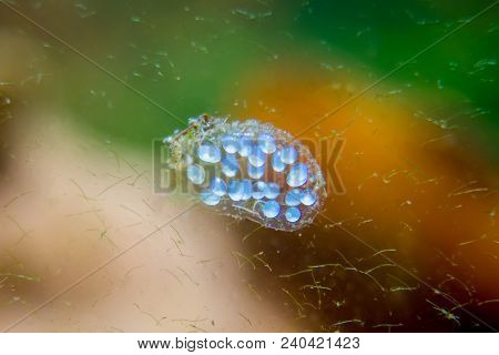 Aquarium Snail Offspring In Eggs Caviar In Water