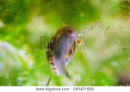 Ramshorn Snail Climbing Up Aquarium Snail Mom And Her Offspring In Eggs Caviar In Blue Water