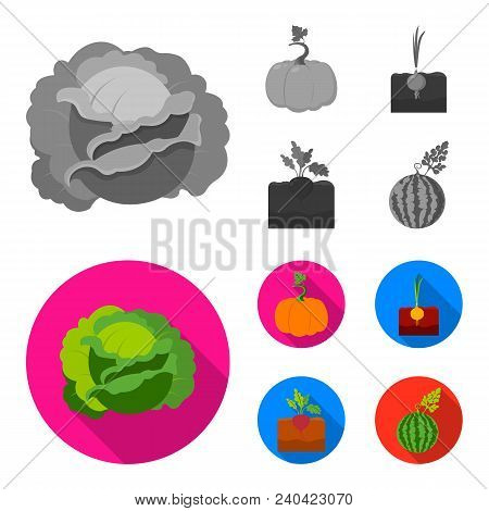Cabbage, Pumpkin, Onion, Buriak.plant Set Collection Icons In Monochrome, Flat Style Vector Symbol S