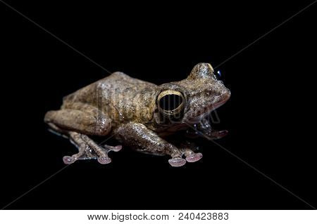 Annam Flying Frog, Rhacophorus Annamensis, Isolated On Black Background