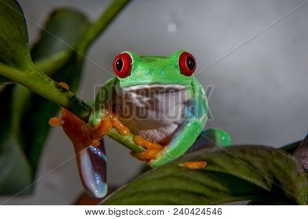 Red Eyed Tree Frog Isolated On White. Agalychnis Callidrias A Tropical Amphibian From The Rain Fores