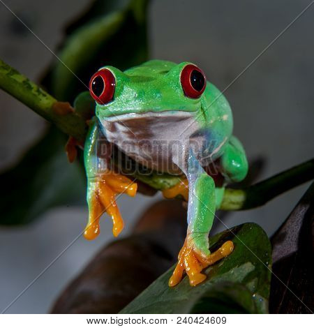 Red Eyed Tree Frog Isolated On White. Agalychnis Callidrias A Tropical Amphibian From The Rain Fores