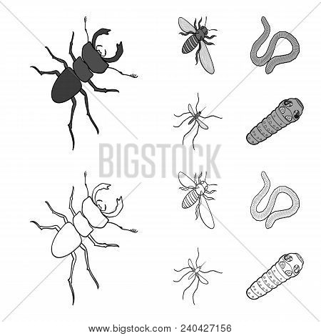 Arthropods Insect Mosquito, Bee.earth Worm, Caterpillar, Vermicular Set Collection Icons In Outline,