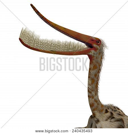 Pterodaustro Reptile Head 3d Illustration - Pterodaustro Guinazui Was A Carnivorous Flying Reptile T