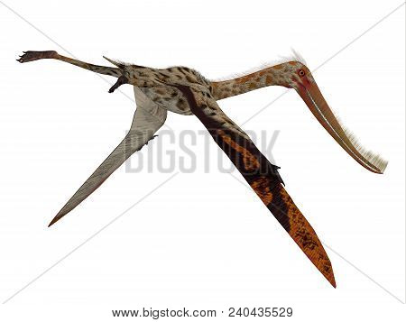 Pterodaustro Reptile Tail 3d Illustration - Pterodaustro Guinazui Was A Carnivorous Flying Reptile T