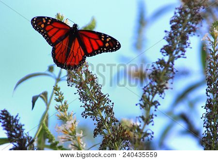 Monarch Butterfly Perched Outside On Plant In Daylight