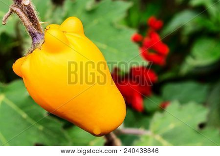 Singgle Of Yellow Nipple Fruit As Cedoration In Yard Garden In Indonesia. Nipple Fruit Look Fresh Af