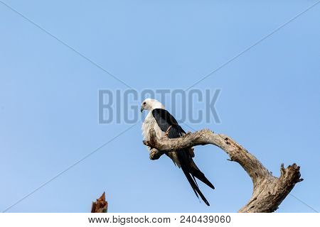 White And Grey Male Swallow-tailed Kite Elanoides Forficatus Perches On A Dead Tree