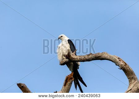 White And Grey Male Swallow-tailed Kite Elanoides Forficatus Perches On A Dead Tree