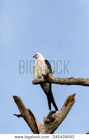 White And Grey Male Swallow-tailed Kite Elanoides Forficatus Perches On A Dead Tree