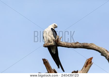 White And Grey Male Swallow-tailed Kite Elanoides Forficatus Perches On A Dead Tree
